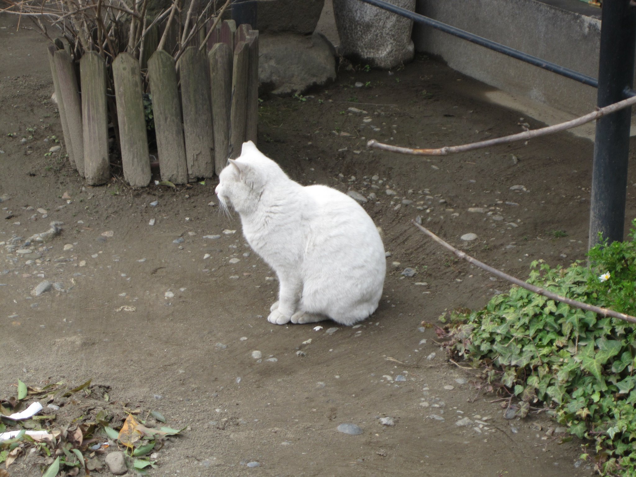 画像 今戸神社で会った幸運の白猫 ナミちゃん なかなか会えないらしいので 皆さんにもおすそわけ T Co Pi6bhhnixo Matomehub まとめハブ 画像 今戸神社で会った幸運の白猫 ナミちゃん なかなか会えないらしいので 皆さんにもおすそわけ T Co Pi6bhhnixo Matomehub まとめハブ
