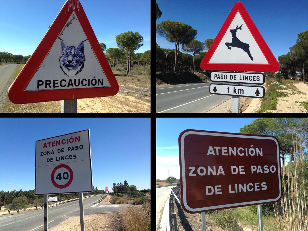 ecogallego's tweet photo. Otro #lince atropellado en #Doñana, donde hice estas fotos. Necesitamos más pasos: pero también más precaución! https://t.co/q4z6EZM9KQ