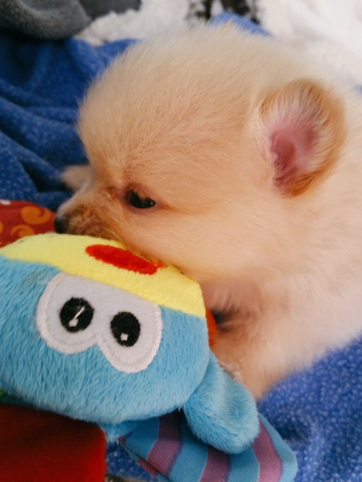 Peanut is feeling better today! https://t.co/qJMiD8Xn48<a href="/tag/pomeranians"class="tags"><span>#pomeranians</span></a>
