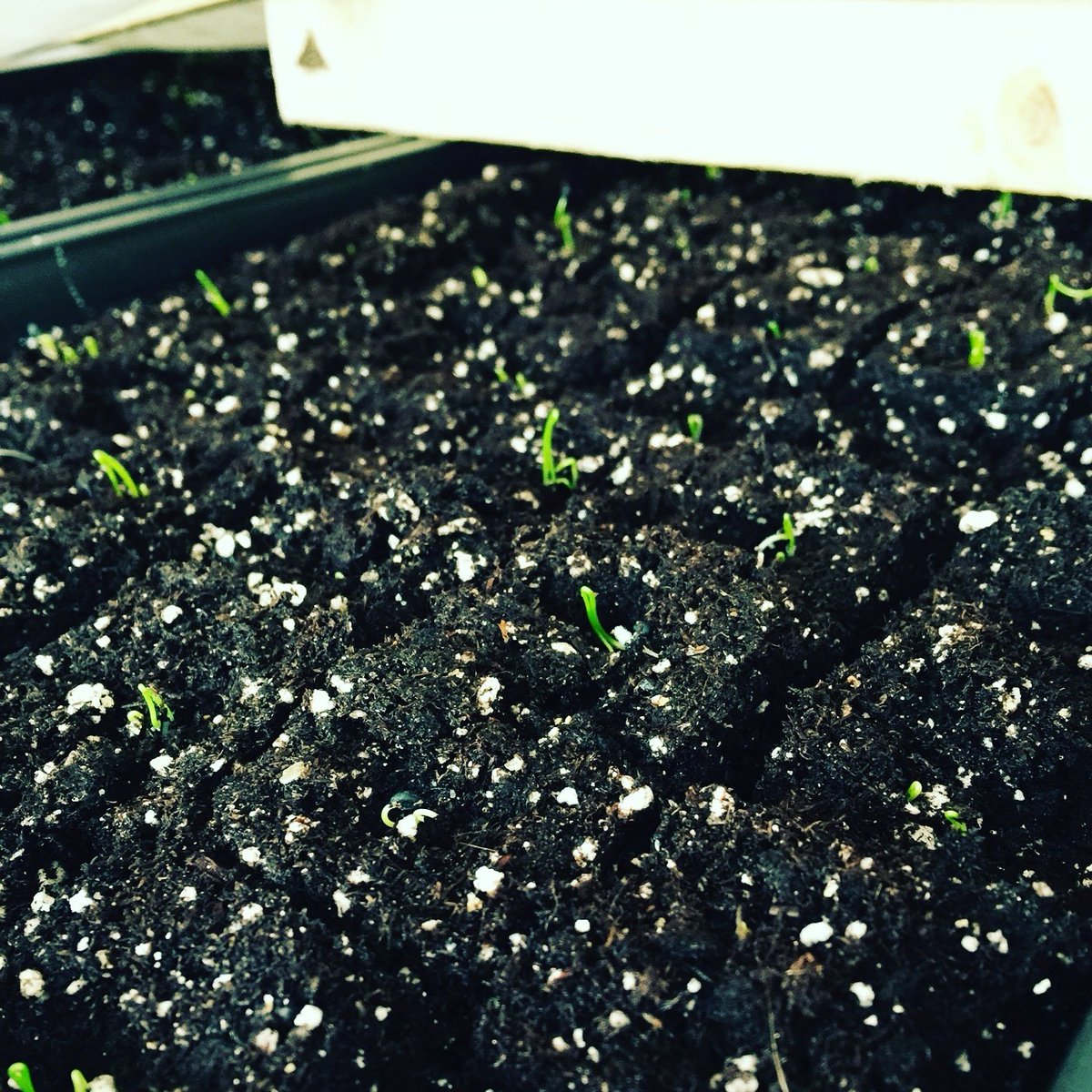 KnownSourceFarm's tweet image. Sprouts are poppin' to enjoy this #sunshine with us! Tag us in your #2016 #harvest pics! #farmtalk #SpringFever2016