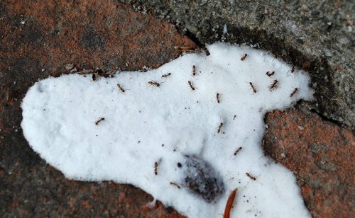 How To Get Rid Of Outdoor Ants via #SavvyHousekeeping ow.ly/ZxTXz