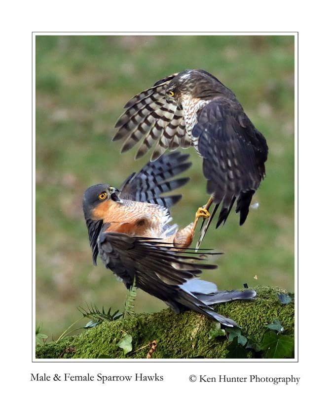 Some incredible battles happening daily at the hide every day with lots of visits scottishphotographyhides.co.uk to book.
