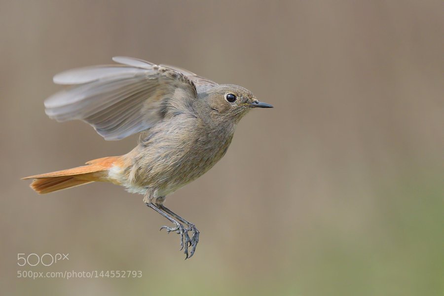 maria26915's tweet photo. shot to car , fly #nature #animals #animal #fly #wildlife #nature photograph #black redstart #codirosso spazzacamino https://t.co/NvSSu7qauP
