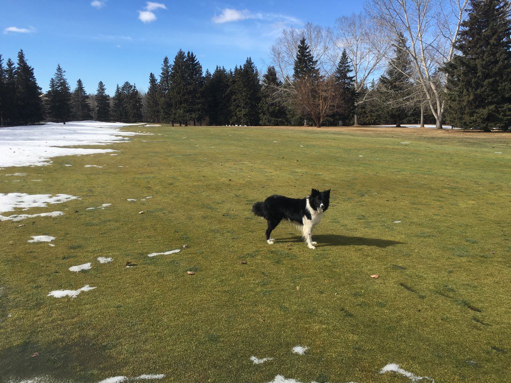 MayfairSuper's tweet image. For those interested: exposed areas look very good. Under the greens covers that we've checked are good as well.