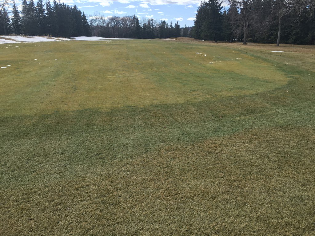 MayfairSuper's tweet image. For those interested: exposed areas look very good. Under the greens covers that we've checked are good as well.