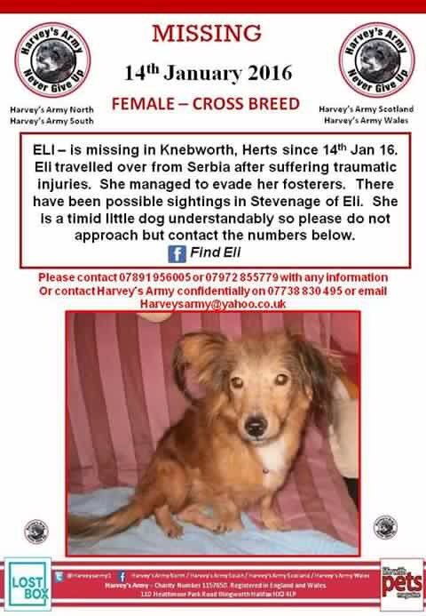 LisaLisaw1's tweet photo. Please RT #FindEli #Knebworth #Herts @VetsGetScanning @Harveysarmy1 @DOGSMISSING @findmurphyhusky @missingpetlinks https://t.co/hqkAB3iFDQ