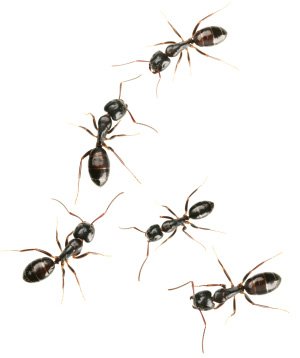 Get rid of ants for good via <a href="/sheknows/">SheKnows</a> ow.ly/Zy0Lg