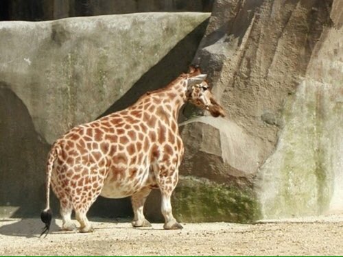 if i were a giraffe