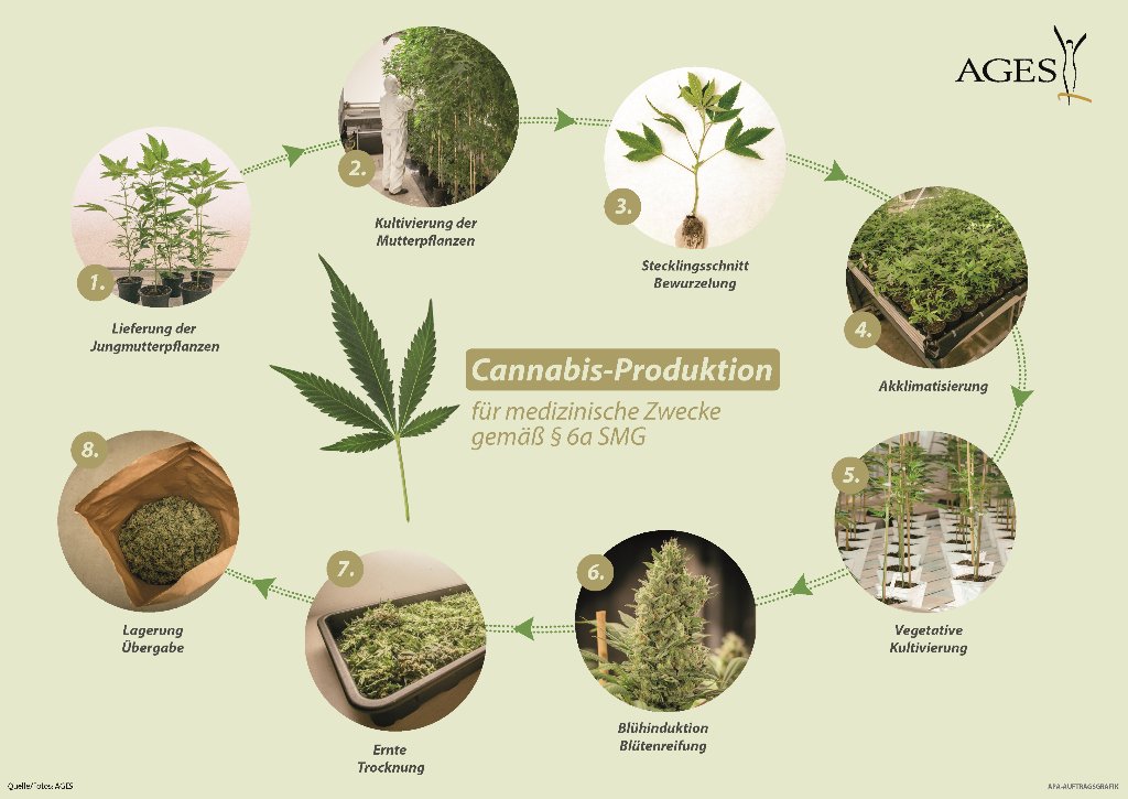 RoliRolihlahla's tweet photo. #Cannabis - Droge &amp; Medizin von @HHumorlos via #ViceAlps - Teil 2 mit @agesnews https://t.co/6tjFzeVQZi https://t.co/OCct0cKDwb