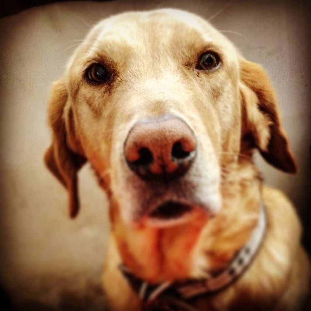 CladiaCardena's tweet photo. Serio muy serio...#pet #lab #goldenandlab #labrador #labradorretriever #mascota #perro #perros #adoptadog #adoptape… https://t.co/1MD6WEUoAb