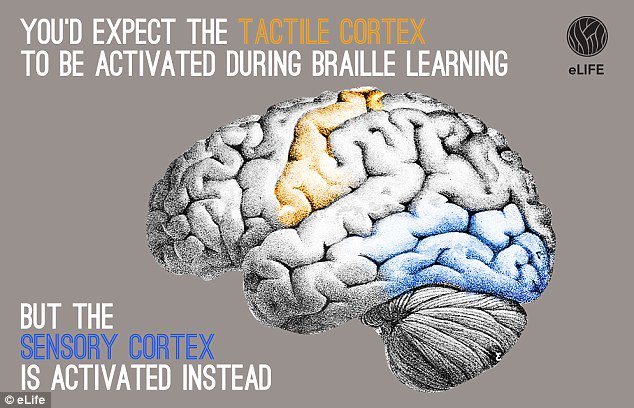 PathstoLiteracy's tweet image. Interesting article @ what happens in #VisualCortex &amp;amp; #TactileCortex when reading #braille dailym.ai/22kOrWQ