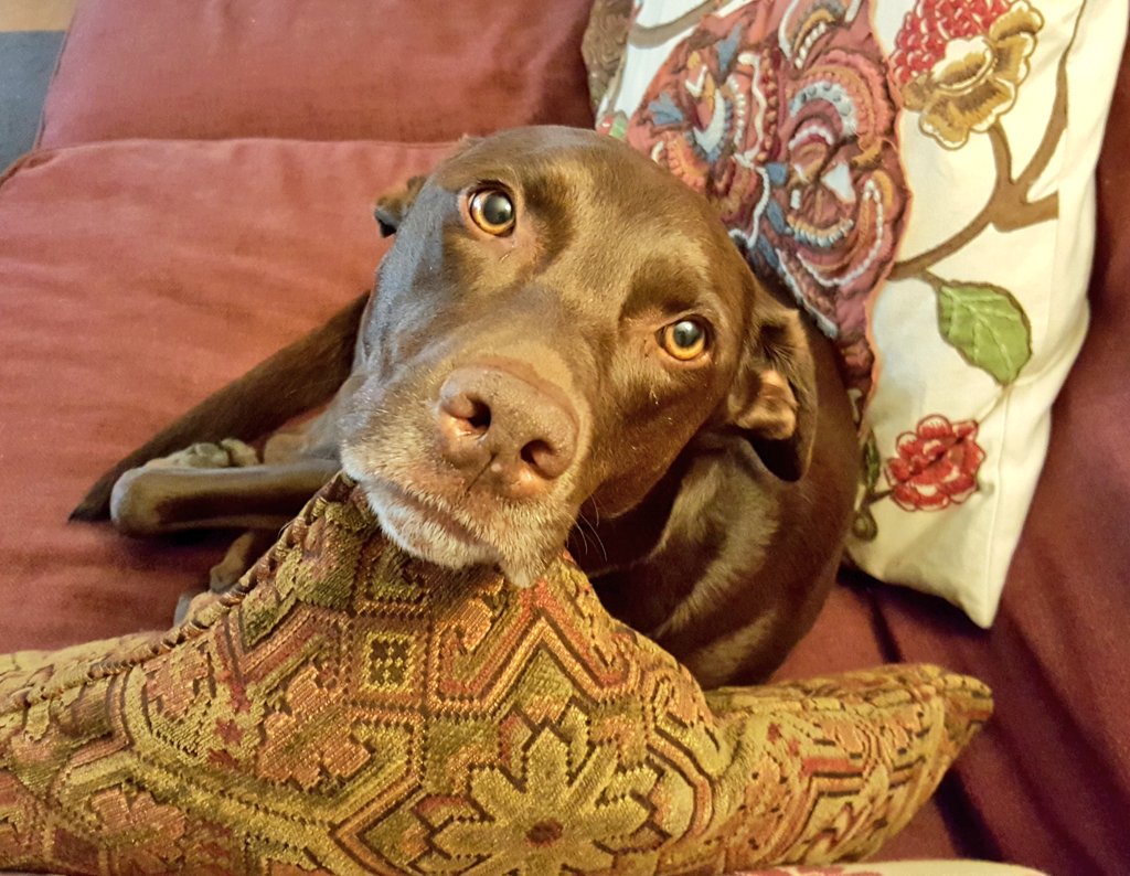 BrownDogINC's tweet image. Don't mess with my #ModelingPose. #dogs #dogsoftwitter #Lucy