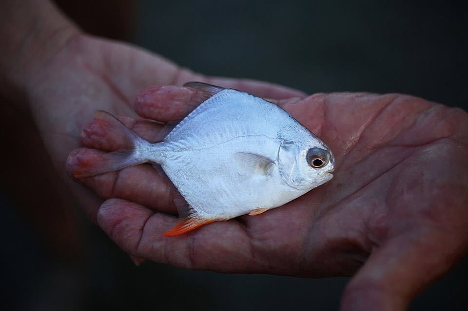 amberjackguides's tweet photo. A baby permit. Photo by Capt Bruce Miller out of Key Largo. Check out his profile (Grand Slam Outfitters) on Amberj… https://t.co/ZirS9rw7cb