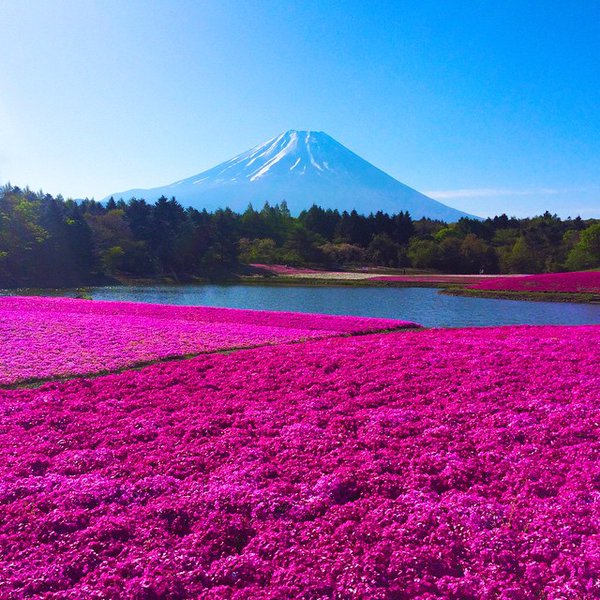 rybotics's tweet photo. Fields of moss phlox and Mount Fuji, Japan https://t.co/JlAw68RZUT