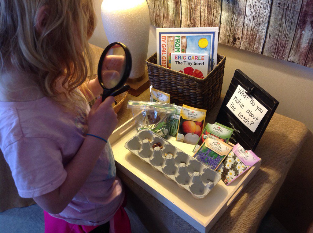 lspookie's tweet image. Investigating seeds! #comparingandcontrasting #TCECardinals