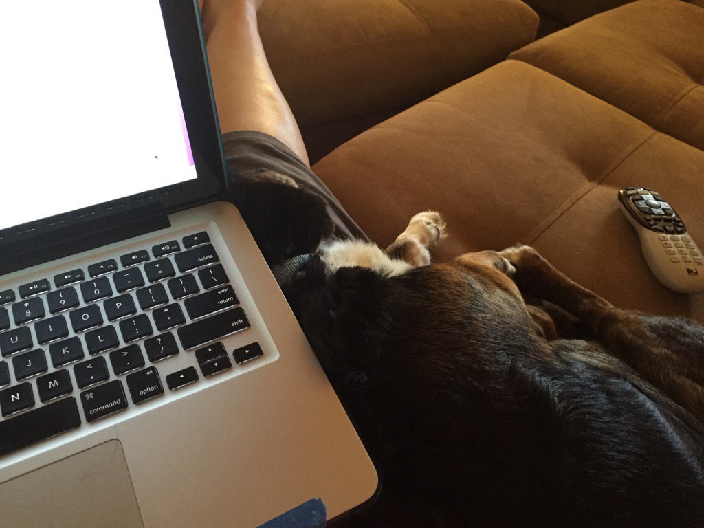 jennybekrocks's tweet photo. I'm trying to work but this #velcropuppy needs constant contact. How can I deny him? #pitifulpup https://t.co/uAwtem8d48