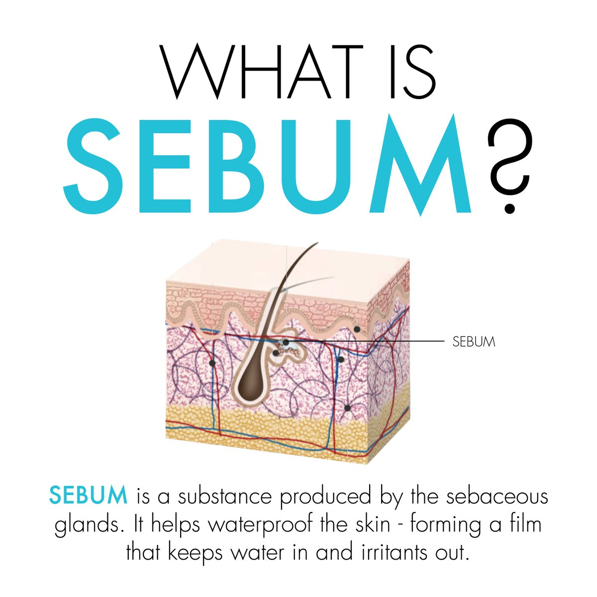 What is sebum