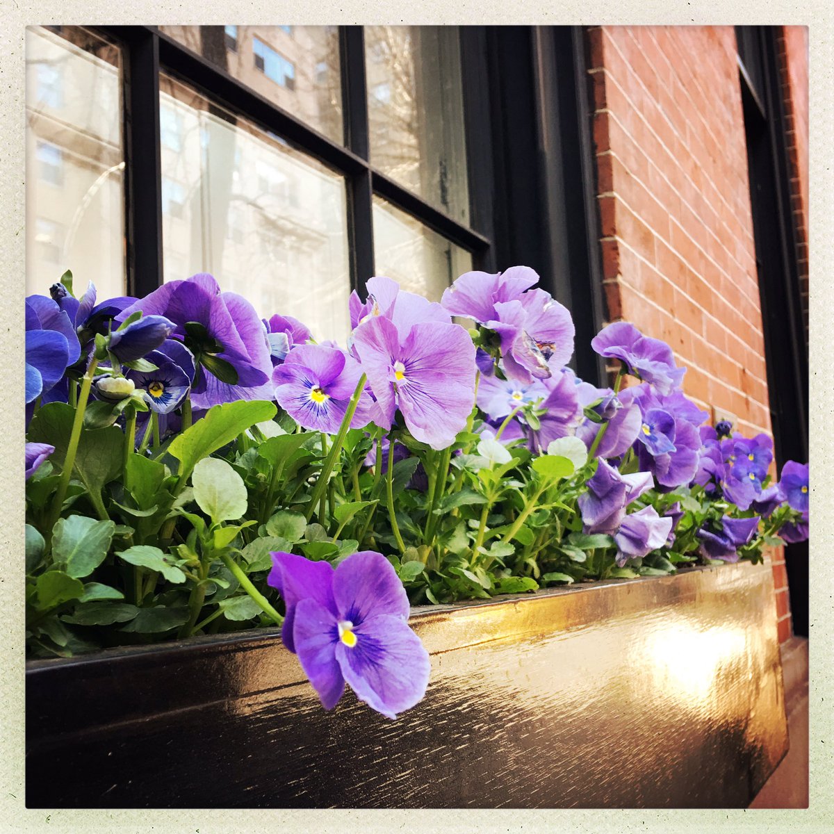 FengShuiMasters's tweet photo. RT @SchusterDesign "#PlantBoxes are the #Perfect way to create the illusion of a #Garden in #NYC! @TheVillageNY https://t.co/cI5ue7uLIm"