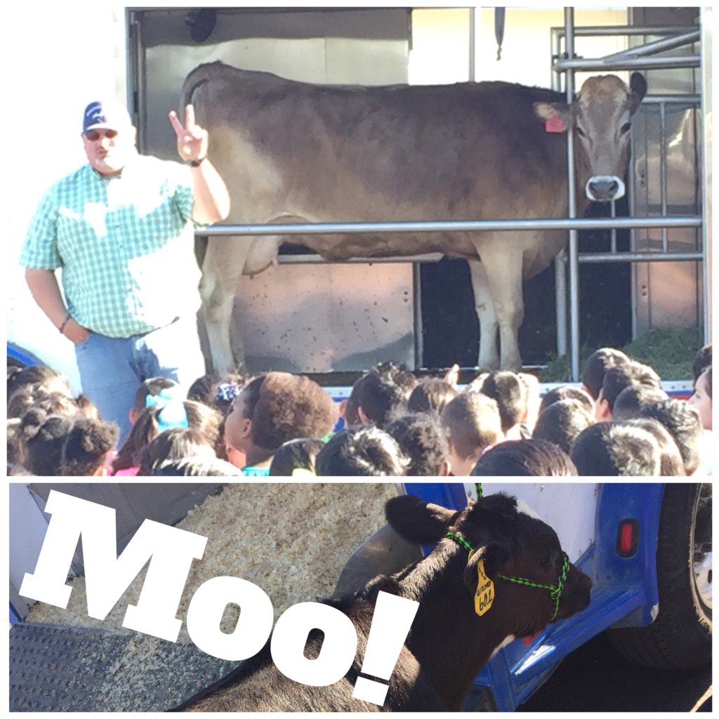 MrsMilici's tweet photo. We learned about dairy cows today! 🐄 #inaeagles #mobiledairy #jusdshares https://t.co/RWHkzD2CpC