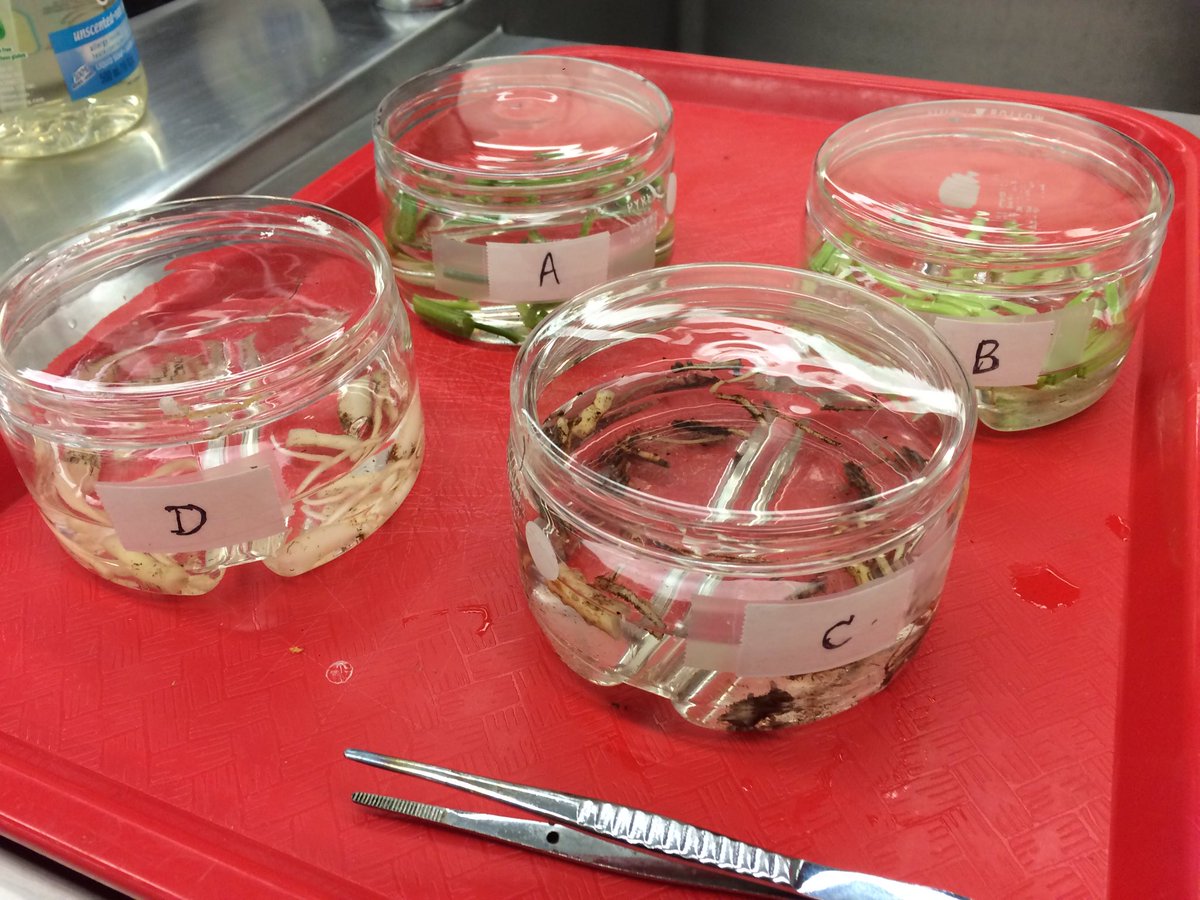 meganbarkerase's tweet photo. Looking fwd to these roots & stems being transformed into beautiful microscopy by my awesome students! #SFU #BISC101 https://t.co/U5R6g5eNmG