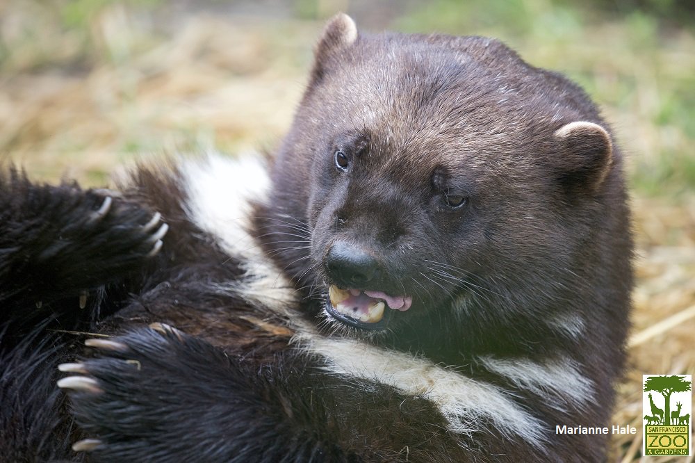 sfzoo tweet picture