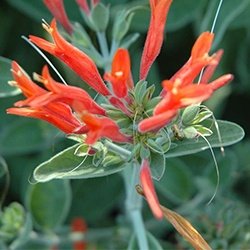 ePlantSource's tweet image. Dicleptera suberecta: A fabulous plant, hardey down to USDA zone 6.

hubs.ly/H02pqrS0 by @ePlantSource