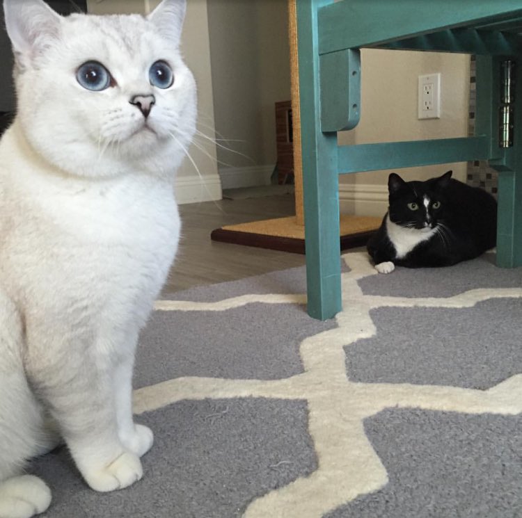 stella_and_stev's tweet photo. They're bird watching 🐦 @White_coffee_ct https://t.co/5OIf3VTegm