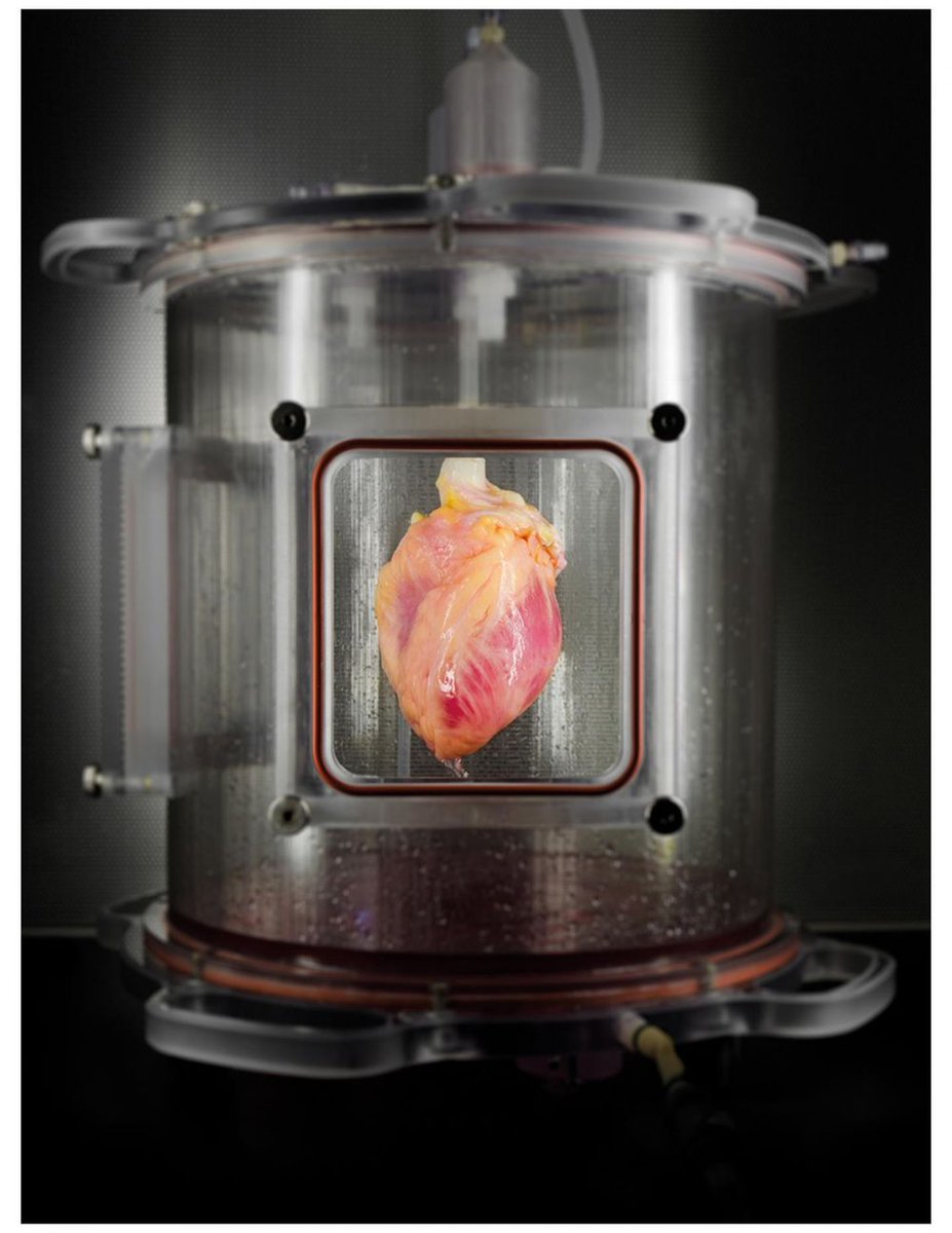 PopSci's tweet photo. Scientists grow full-sized, working human hearts from stem cells https://t.co/8GgZHNbvzs https://t.co/5Wi1Y2hXpV