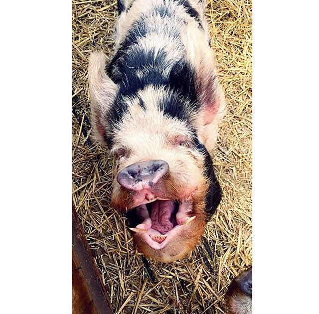 gee__williams's tweet photo. Ha @KnockoutTips has got me a cash hungry little piglet 🐷😝 #balling #printingit #cheltenhamfestival https://t.co/7Dz69i0ZeX