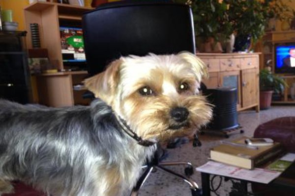 Petalerte's tweet photo. @Petalerte CHIEN PERDU 
Perdu ce mercredi 16/03 notre York Hercule à Canet en Roussillon
https://t.co/wKwMPhFK7i https://t.co/xNDnYwzhNQ