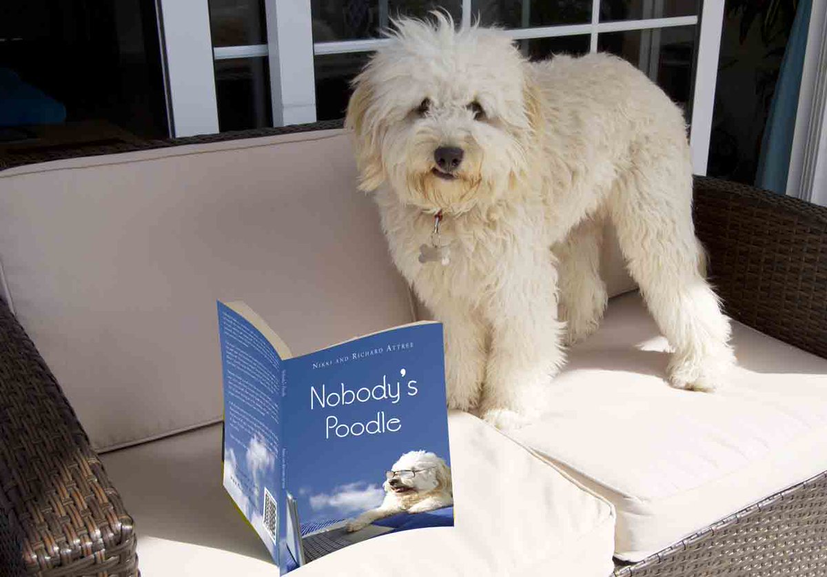 WoofTasticbooks's tweet image. #dogsoftwitter I have written a #book, not easy with paws! U can sniff it out on #amazon amazon.co.uk/Nobodys-Poodle… … …