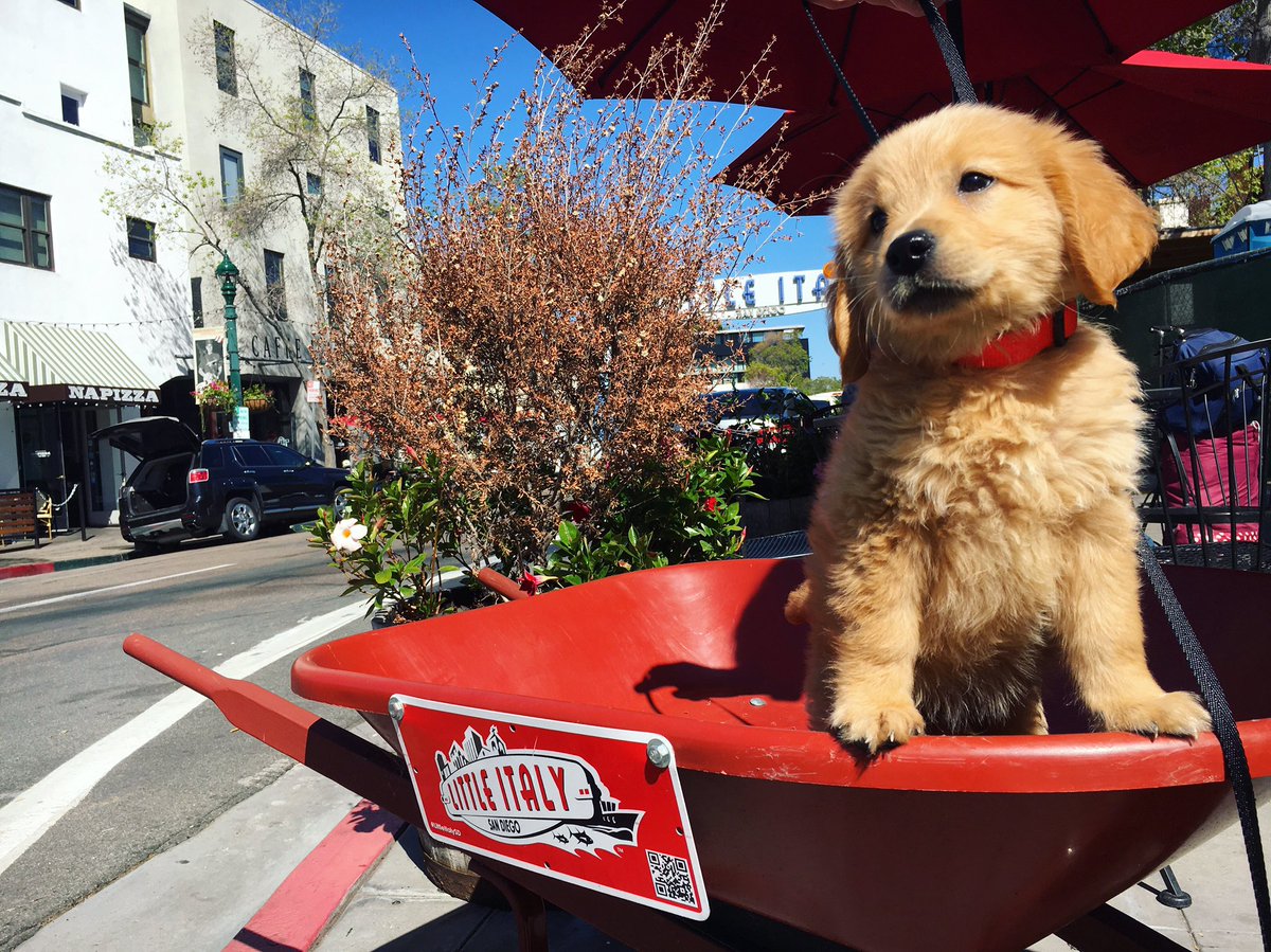 LittleItalySD's tweet photo. If your human hasn't taken you for a walk today, give them the ol' puppy dog eyes – it's beautiful out here! 🐶☀️🌷 https://t.co/cw2XlCD3Yy