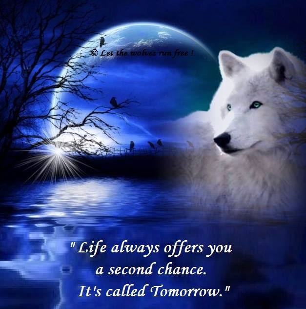 mikakiwanini's tweet photo. #WolfWednesday
#KeepWolvesListed
#SaveOurWolves
#Howling4Wolves
#WolfSaying https://t.co/DThzHqoGpT