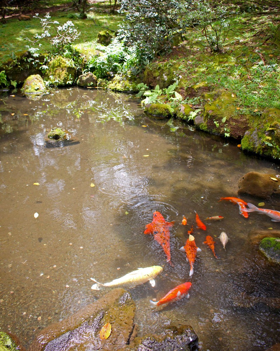TCBodyShop's tweet image. Check out these #beautiful big #koi. I hope my little guys will get there someday 
 #relax #meditation #meditation