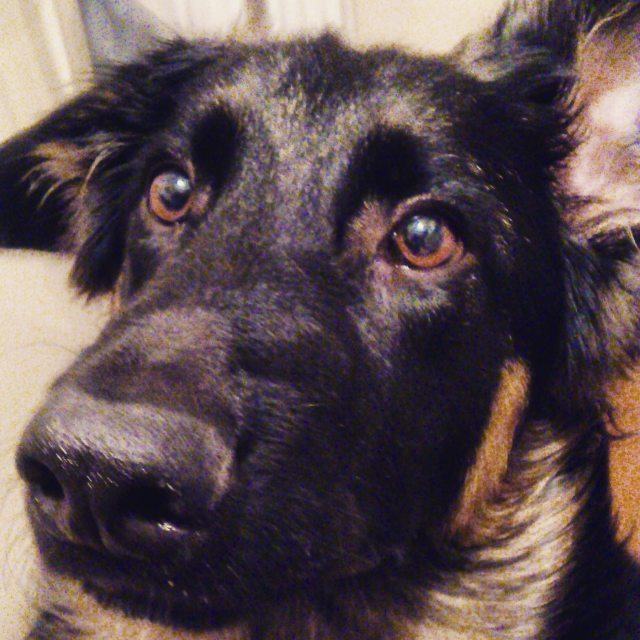 Cinemanimo1's tweet image. ift.tt/1UOIcTu #pysio#ukochany #bestdog #gsd #germanshep #germanshepherd4life #owczarekniemiecki #owczar …
