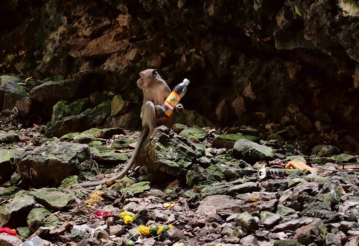 monkey scattering #plastic trash - how #plasticpollution happens