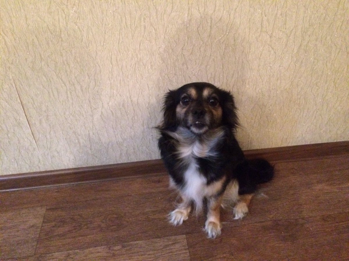 Моя собачка ^_^