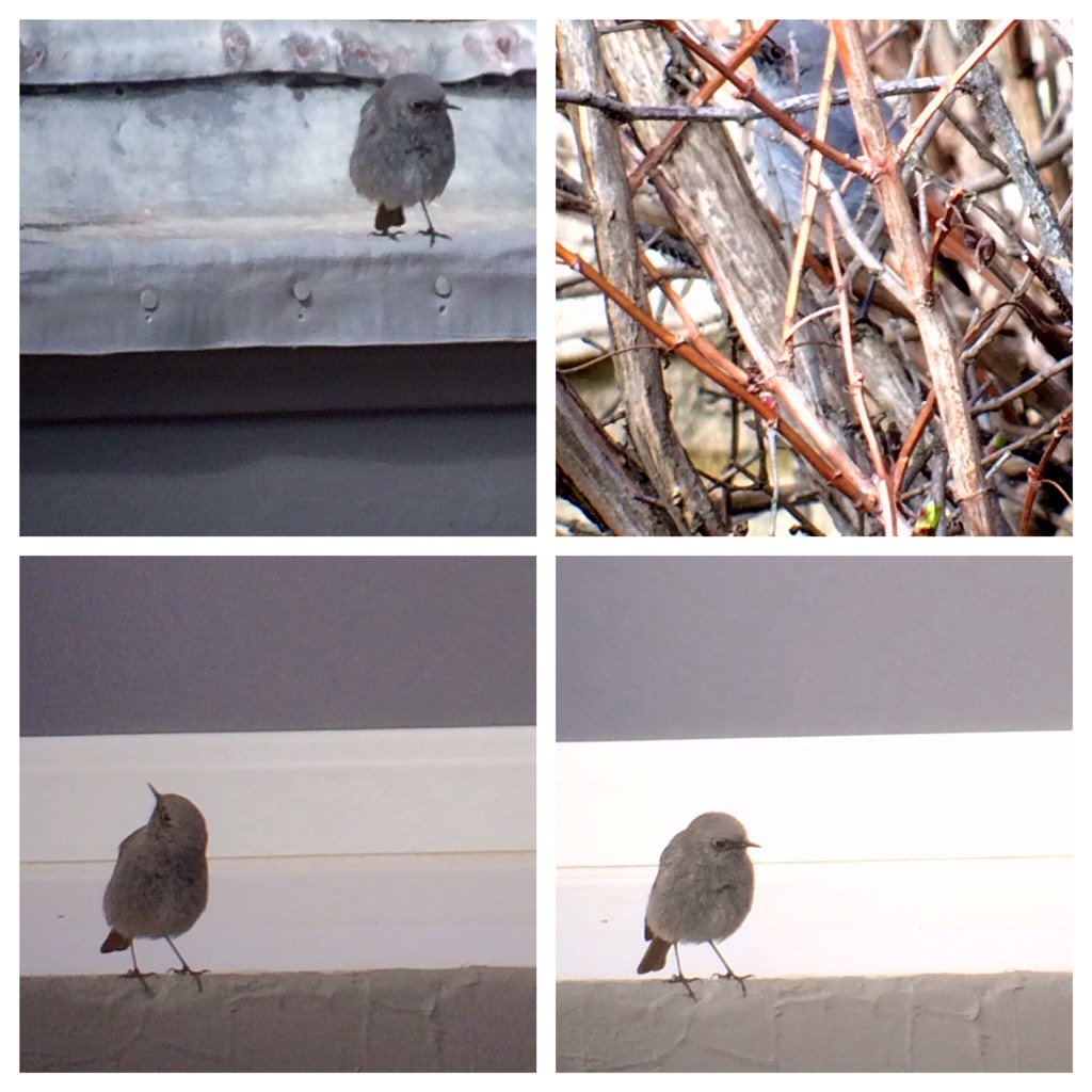 andyH148's tweet photo. @andyH148 
Black Redstart 
Hartlepool Memorial Garden, Headland. Showing well on/ off all day https://t.co/DlAR1KX6QG