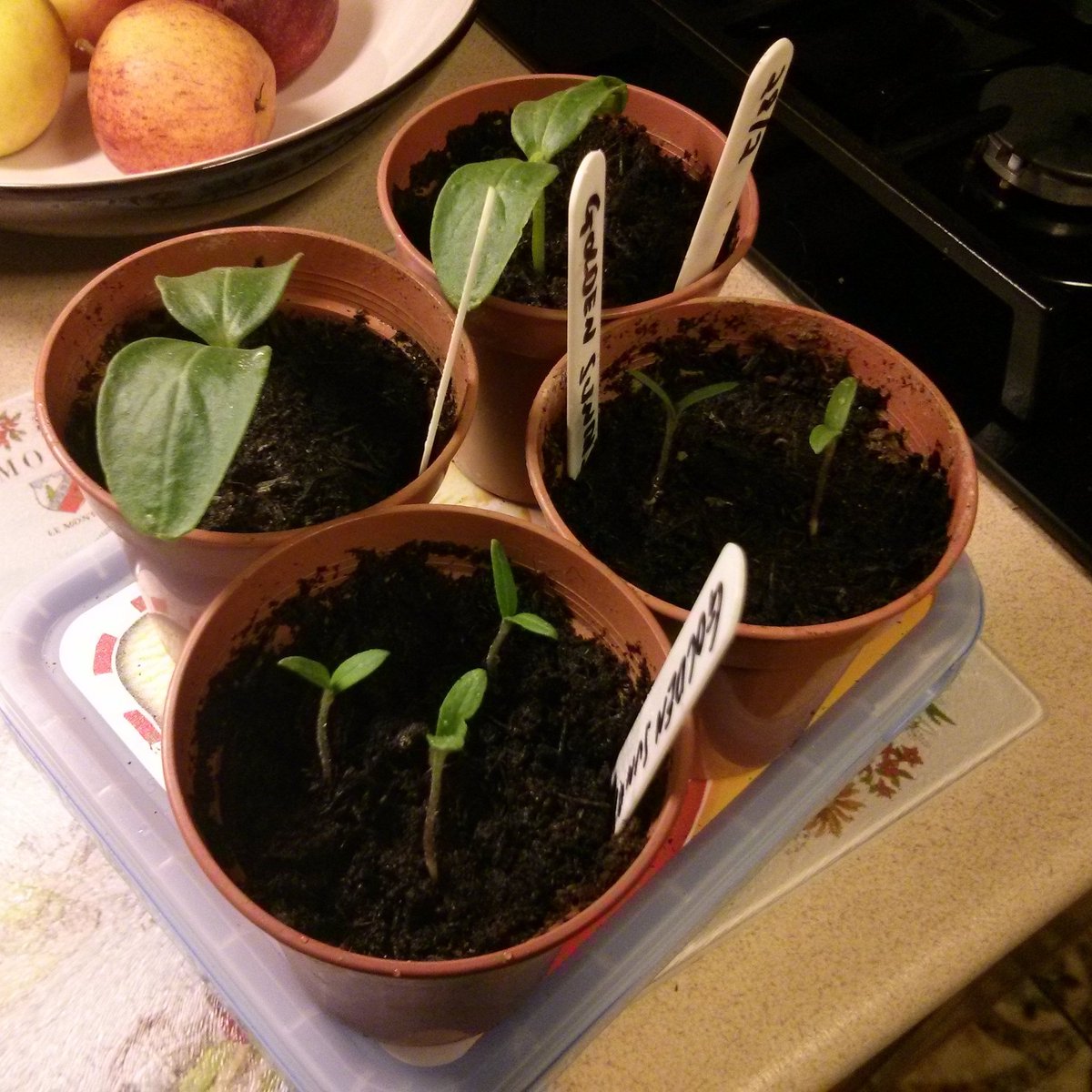 The Telegraph Improved cucumbers and Golden Sunrise tomatoes after 2 1/2 weeks