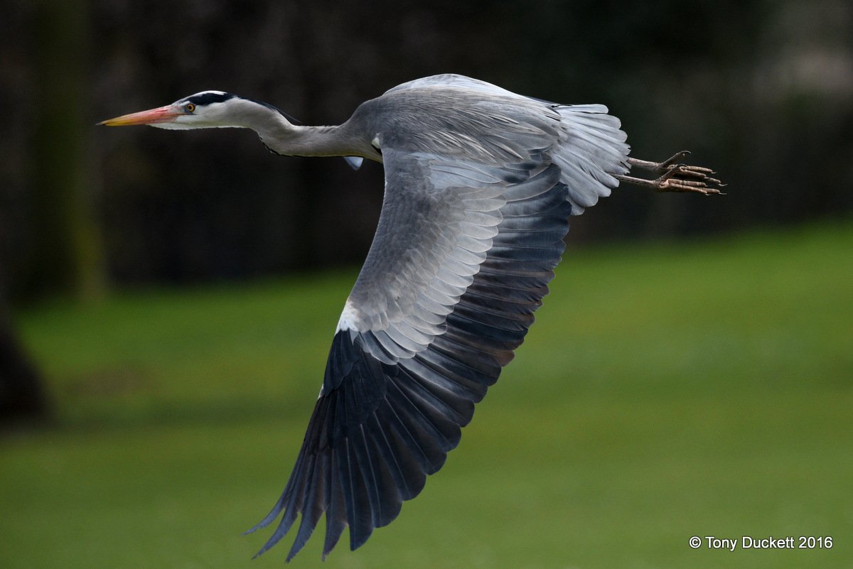 parkbirdslondon's tweet photo. It does however allow you some stunning views.
#Herons #londonbirds #LBCbn #RPFoundation #birding https://t.co/qqRnkDrnef