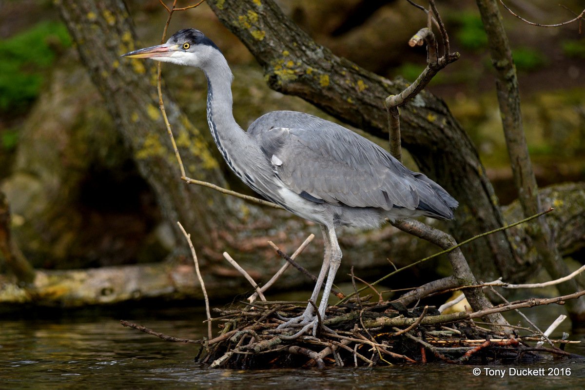 parkbirdslondon's tweet photo. It does however allow you some stunning views.
#Herons #londonbirds #LBCbn #RPFoundation #birding https://t.co/qqRnkDrnef