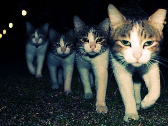 crumple_cat's tweet photo. #Cats are going in #startups! That's it⌚🕶 #PeopleCanNotCope #ChangeSoon #coding #innovation #MoveOn #GrowthHacking https://t.co/limbOvp6Uo