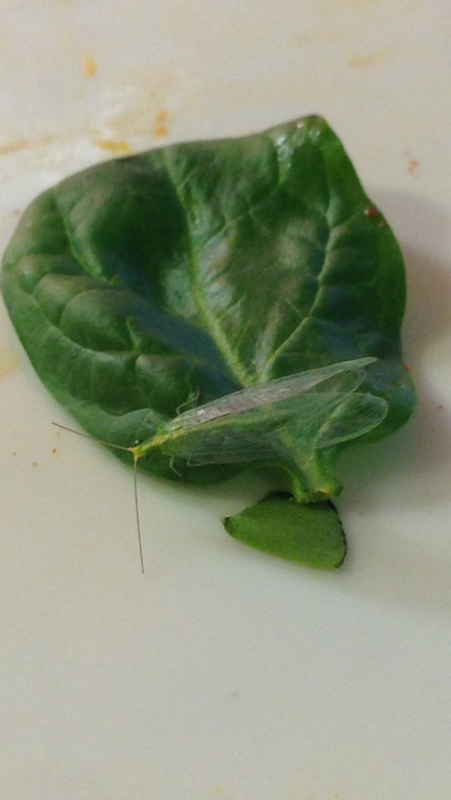 billbarr44's tweet photo. Didn't expect to find this little fella in my spinach @Morrisons thanks for the extra protein!🙈 https://t.co/bxmM1VBJzd