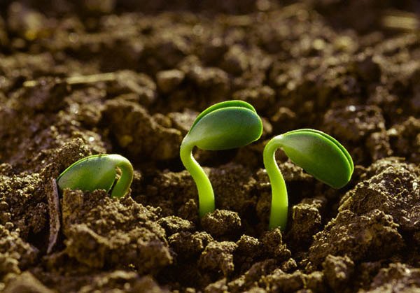 esthervivas's tweet photo. Tomen nota, como dice #MiguelAltieri, "la agricultura del futuro será agroecológica" https://t.co/Q2t9Vs3xOi https://t.co/9GPblifo1V