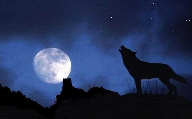 NataAlbertoni's tweet photo. Lupi, buonanotte a tutti! Stasera vado nel mio #Metamondo presto😄#vivogliobene @famedalupi @MetaErmal 🐾🎼🐺❤️ https://t.co/rFDCaxiH8D