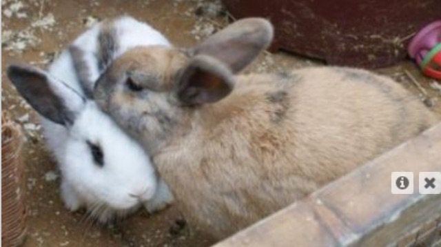 ApriL the cat tweet media