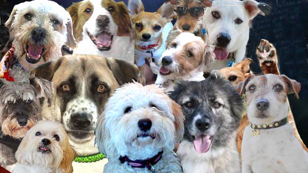 WoofTasticbooks's tweet image. Online magazine australiandoglover.com @OzDogLover have asked me to select a list of books from wooftasticbooks