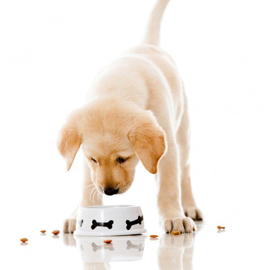 foodandwine's tweet photo. Dogs in Ireland can get their own Thai delivery. #FWx https://t.co/SaTzJGk0Q2 https://t.co/T1vFLnbdc6