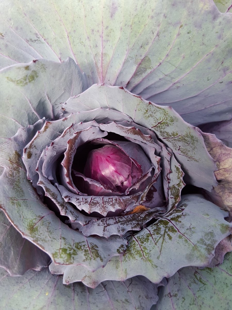 urbanpatchwork's tweet image. @urbanpatchwork was founded by a girl! #LetGirlsLearn and you change the world. #SXSW2016 #FLOTUS FTW.