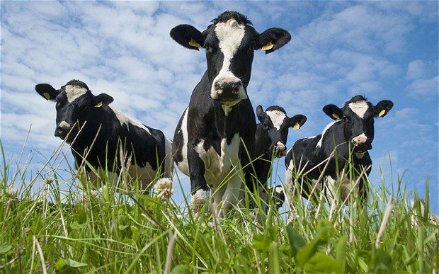 conceptcuisiner's tweet photo. Dairy Cows produce some of the best quality beef!!! #ConceptCuisiner https://t.co/tNChIuMoMC